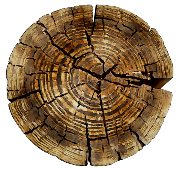 Wood Log Slices #3 (4 slices) 15" Round