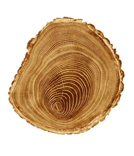 Wood Log Slices #6 (4 slices) 15" Round